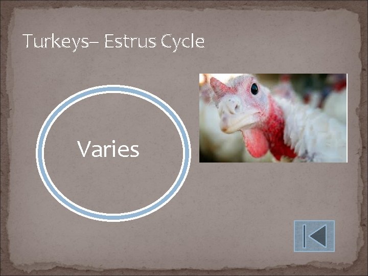 Turkeys– Estrus Cycle Varies 