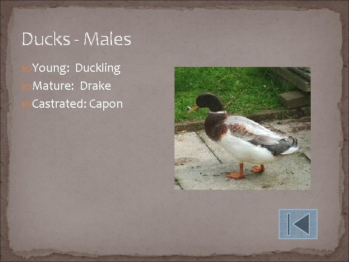 Ducks - Males Young: Duckling Mature: Drake Castrated: Capon 