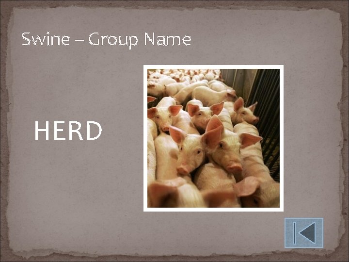 Swine – Group Name HERD 