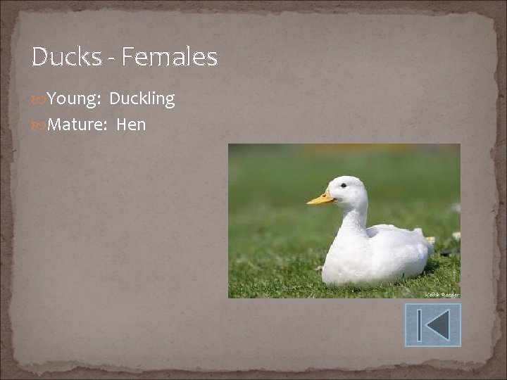 Ducks - Females Young: Duckling Mature: Hen 