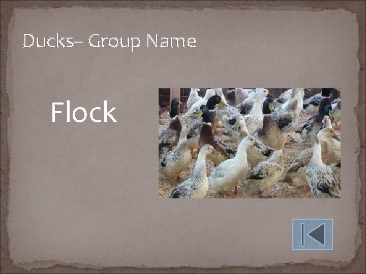 Ducks– Group Name Flock 