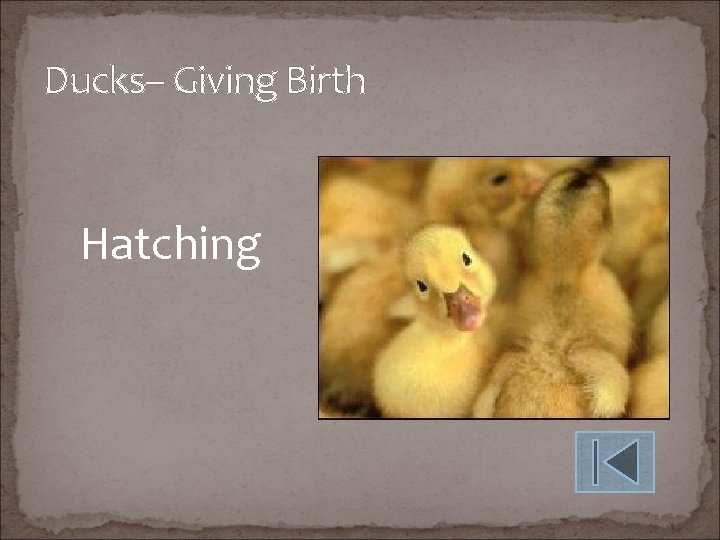 Ducks– Giving Birth Hatching 