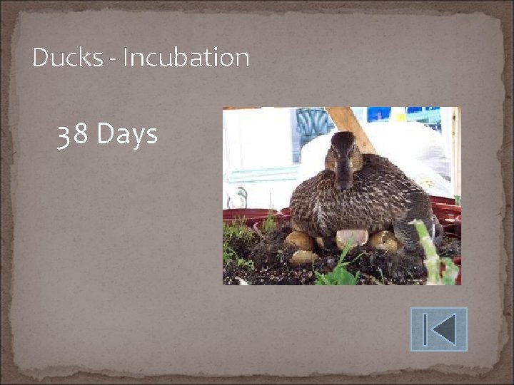 Ducks - Incubation 38 Days 