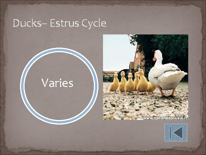 Ducks– Estrus Cycle Varies 