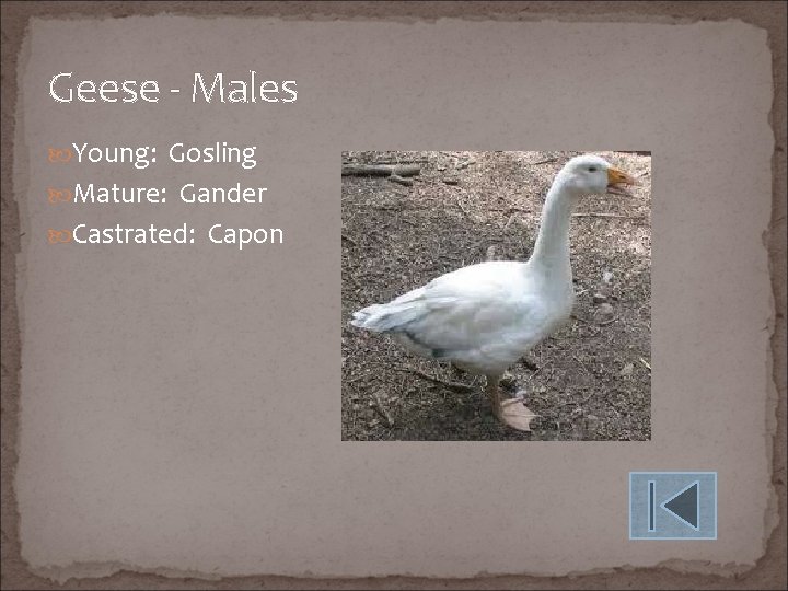 Geese - Males Young: Gosling Mature: Gander Castrated: Capon 