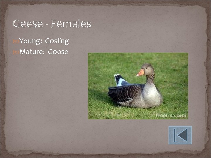 Geese - Females Young: Gosling Mature: Goose 