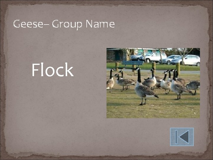 Geese– Group Name Flock 