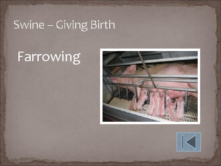 Swine – Giving Birth Farrowing 