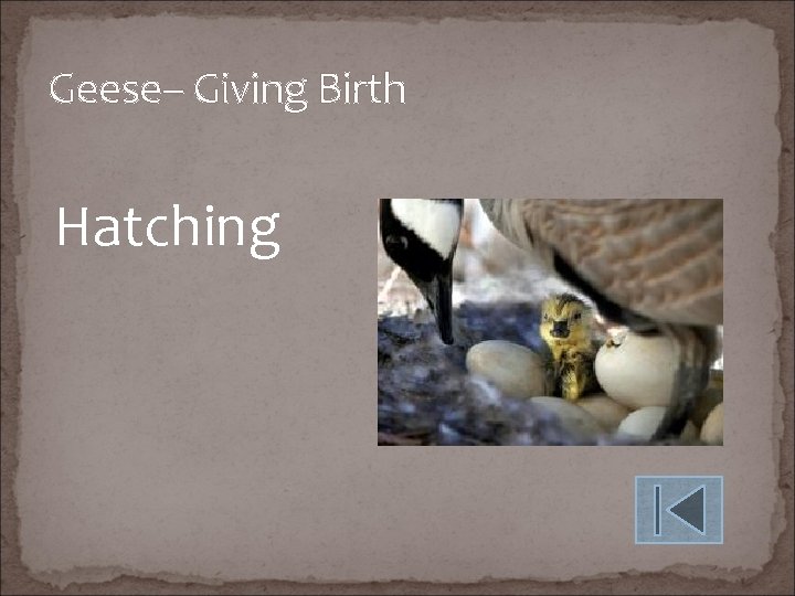 Geese– Giving Birth Hatching 