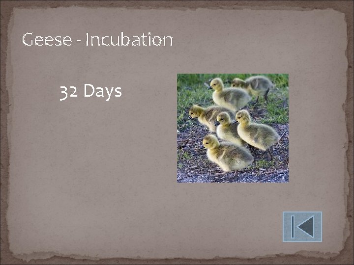 Geese - Incubation 32 Days 