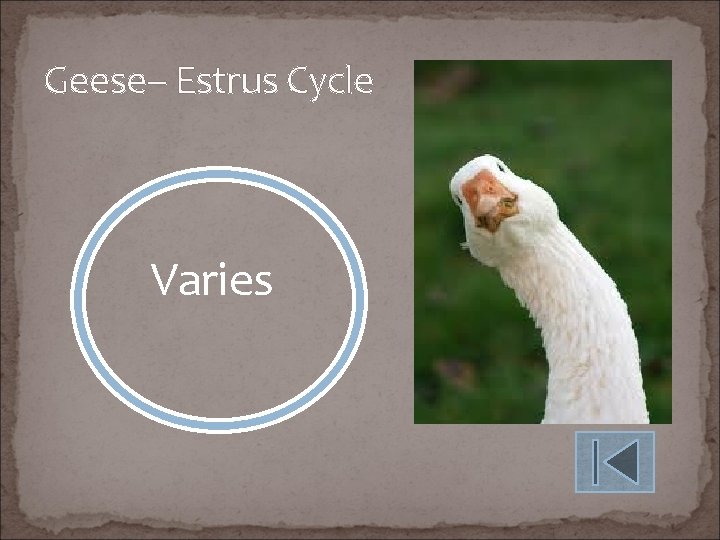 Geese– Estrus Cycle Varies 