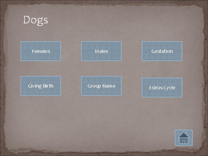 Dogs Females Males Gestation Giving Birth Group Name Estrus Cycle 