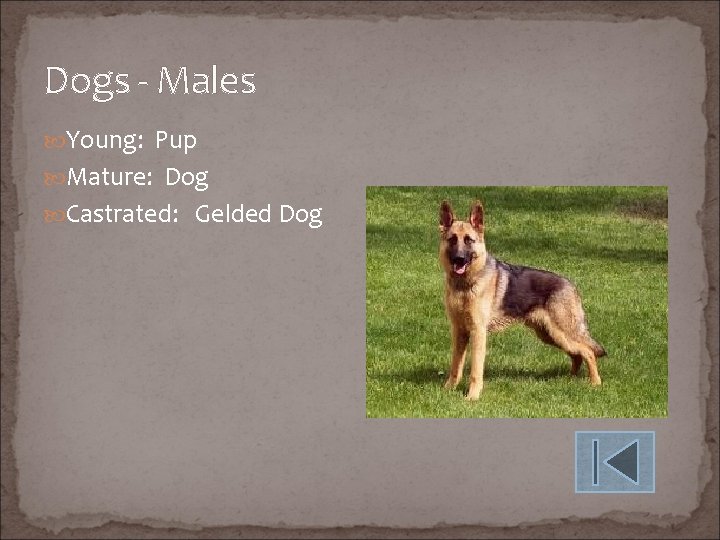 Dogs - Males Young: Pup Mature: Dog Castrated: Gelded Dog 