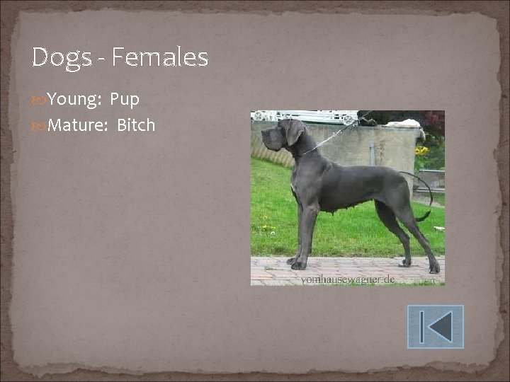 Dogs - Females Young: Pup Mature: Bitch 