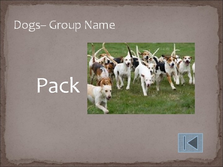 Dogs– Group Name Pack 