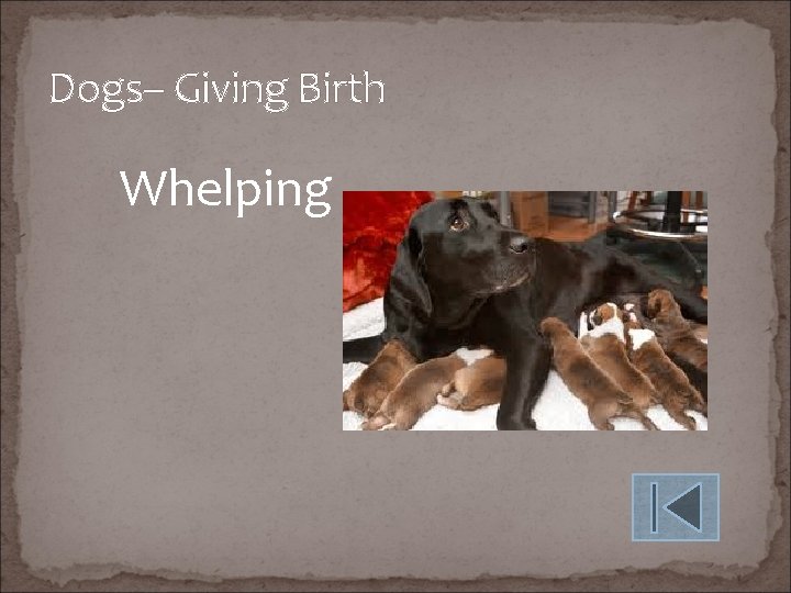 Dogs– Giving Birth Whelping 