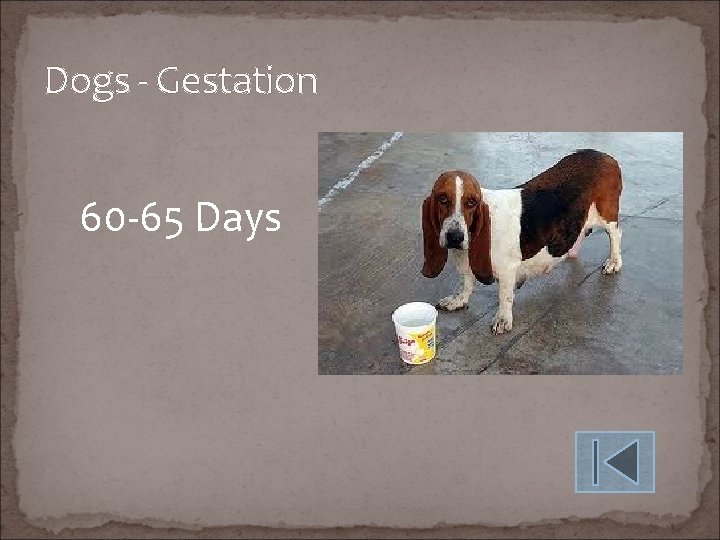 Dogs - Gestation 60 -65 Days 