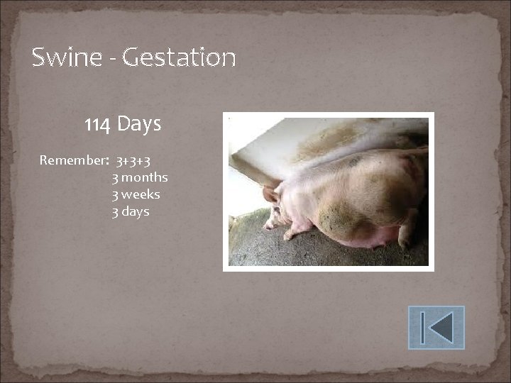 Swine - Gestation 114 Days Remember: 3+3+3 3 months 3 weeks 3 days 