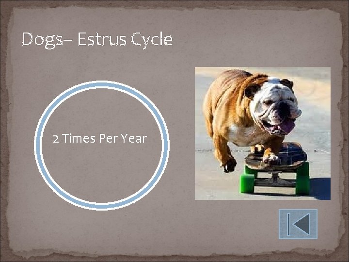 Dogs– Estrus Cycle 2 Times Per Year 
