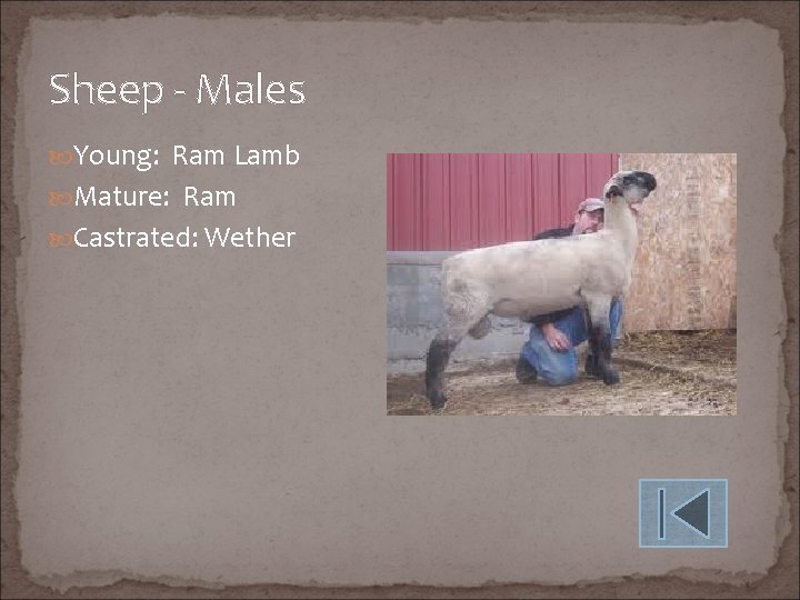 Sheep - Males Young: Ram Lamb Mature: Ram Castrated: Wether 