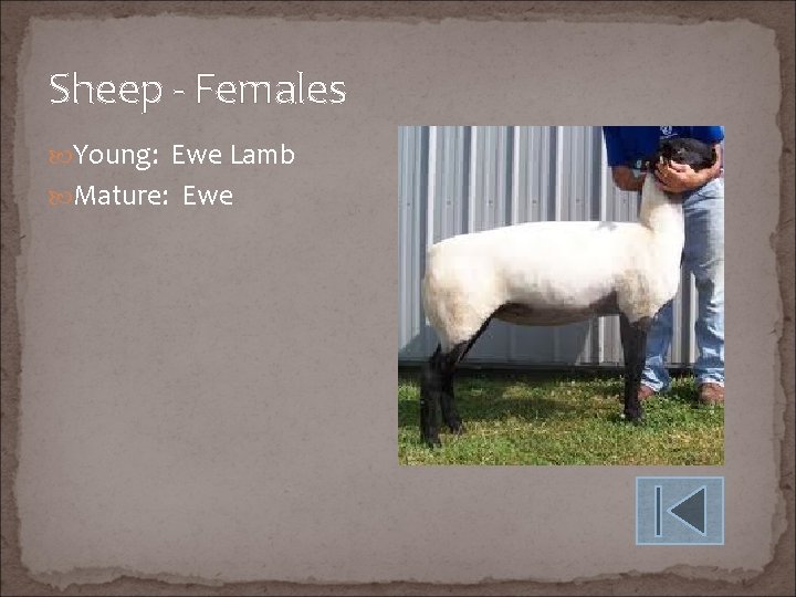 Sheep - Females Young: Ewe Lamb Mature: Ewe 