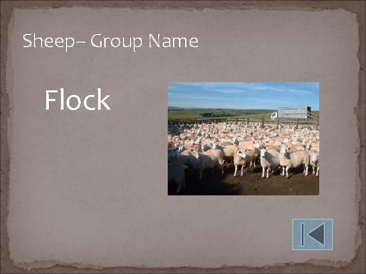 Sheep– Group Name Flock 