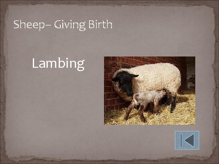 Sheep– Giving Birth Lambing 