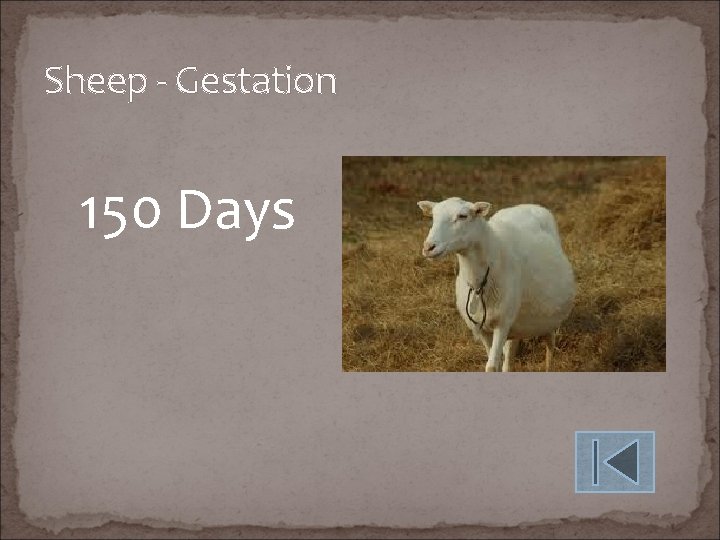 Sheep - Gestation 150 Days 