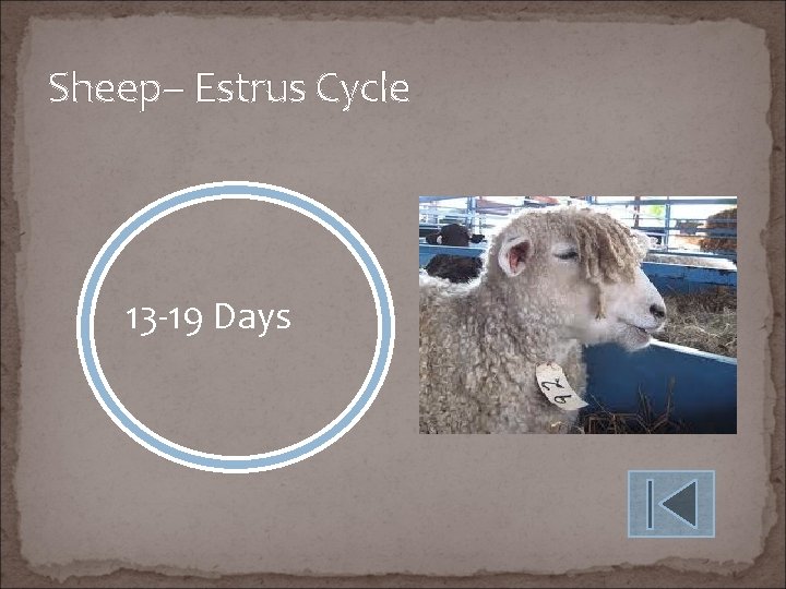 Sheep– Estrus Cycle 13 -19 Days 