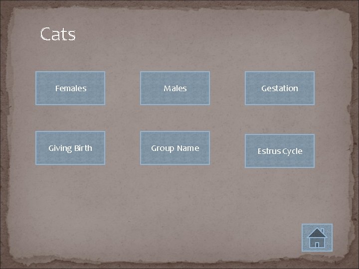 Cats Females Males Gestation Giving Birth Group Name Estrus Cycle 