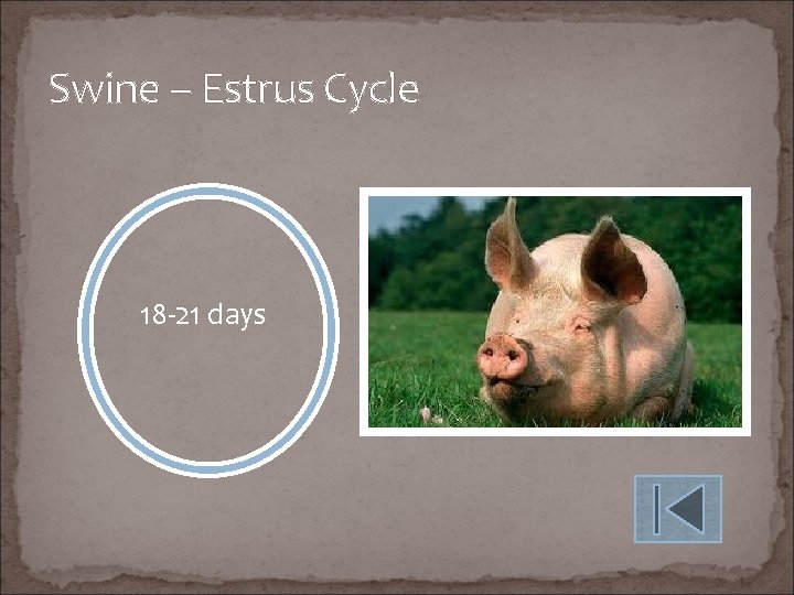 Swine – Estrus Cycle 18 -21 days 
