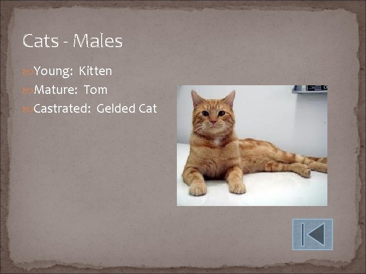 Cats - Males Young: Kitten Mature: Tom Castrated: Gelded Cat 