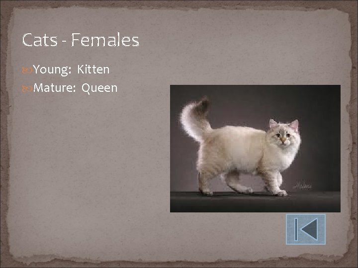 Cats - Females Young: Kitten Mature: Queen 