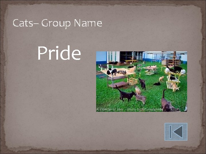 Cats– Group Name Pride 