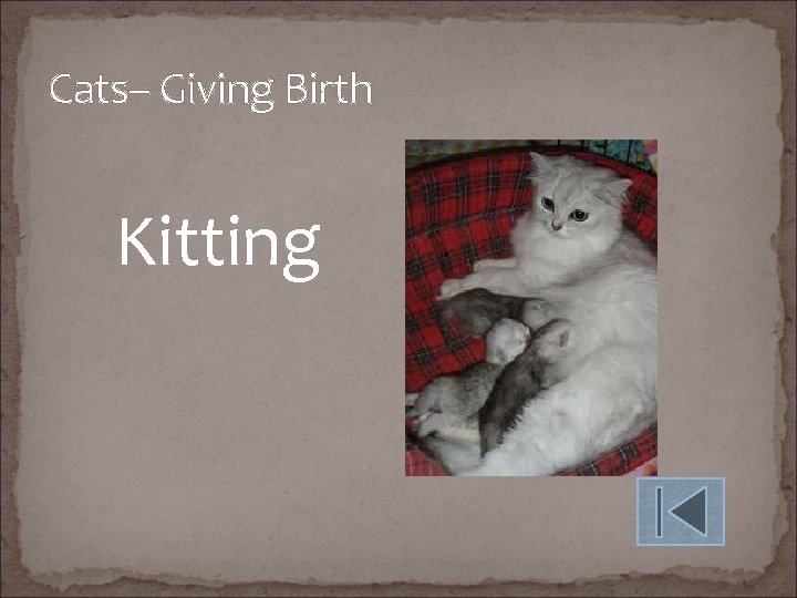 Cats– Giving Birth Kitting 
