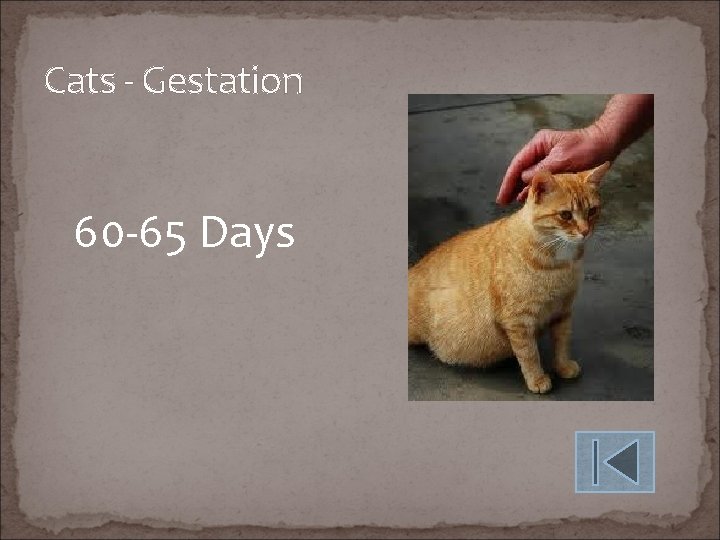Cats - Gestation 60 -65 Days 