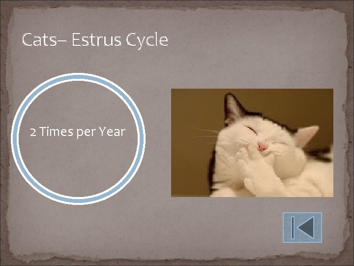 Cats– Estrus Cycle 2 Times per Year 