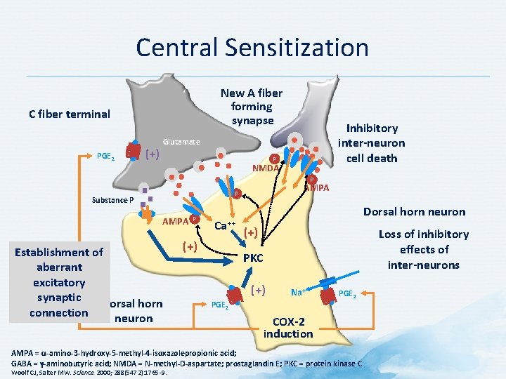 Central Sensitization New A fiber forming synapse C fiber terminal PGE 2 (+) Inhibitory