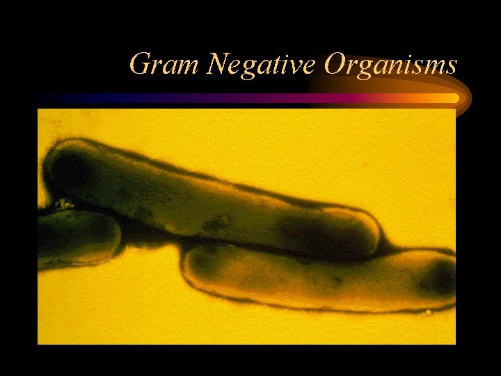 Gram Negative Organisms 