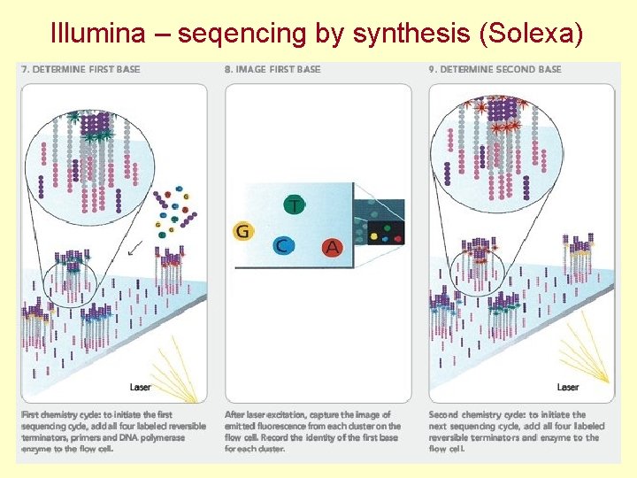 Illumina – seqencing by synthesis (Solexa) 