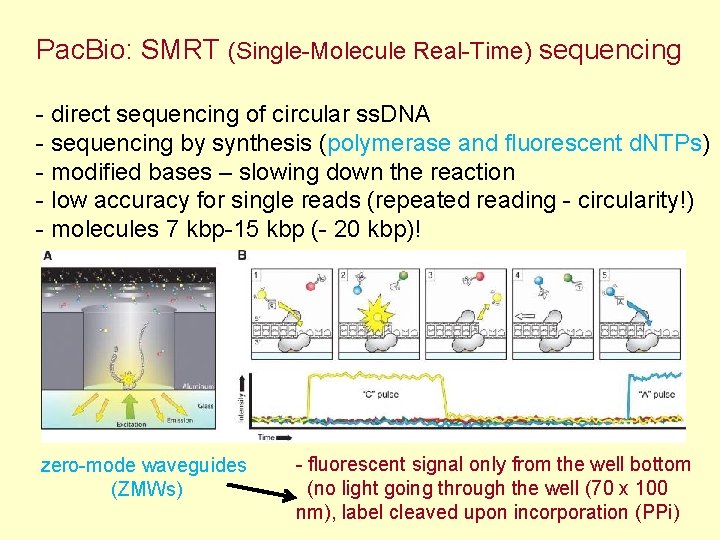 Pac. Bio: SMRT (Single-Molecule Real-Time) sequencing - direct sequencing of circular ss. DNA -