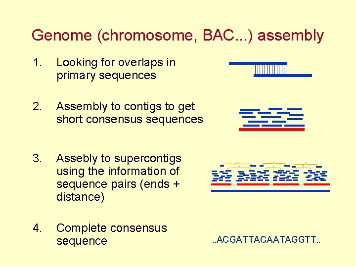 Genome (chromosome, BAC. . . ) assembly 1. Looking for overlaps in primary sequences