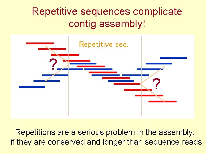 Repetitive sequences complicate contig assembly! Repetitive seq. ? ? Repetitions are a serious problem