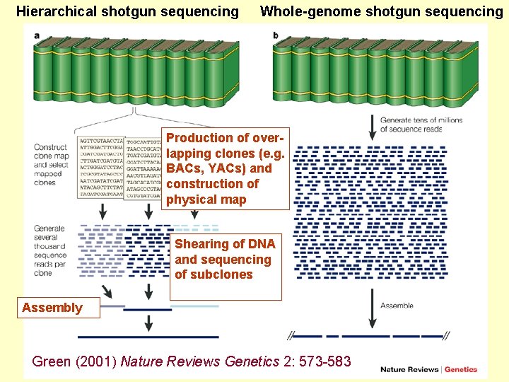 Hierarchical shotgun sequencing Whole-genome shotgun sequencing Production of overlapping clones (e. g. BACs, YACs)