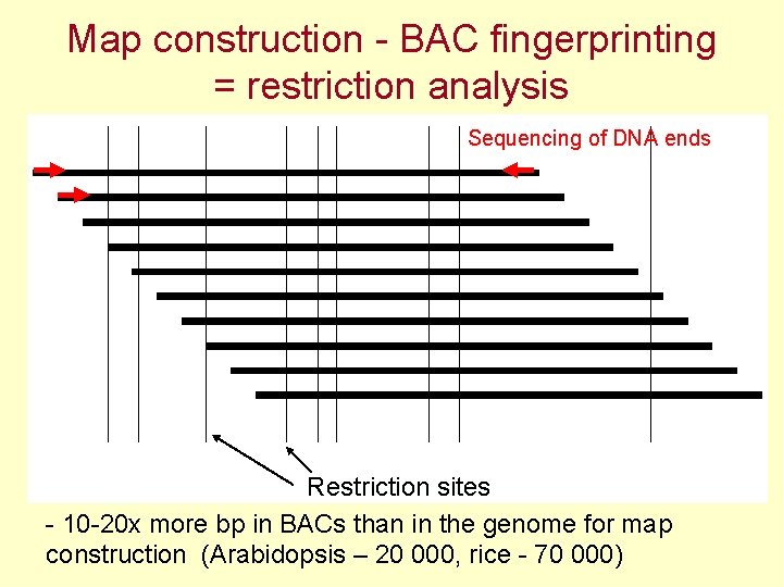 Map construction - BAC fingerprinting = restriction analysis Sequencing of DNA ends Restriction sites