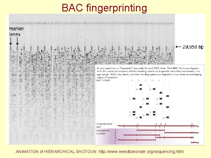 BAC fingerprinting ANIMATION of HIERARCHICAL SHOTGUN: http: //www. weedtowonder. org/sequencing. html 