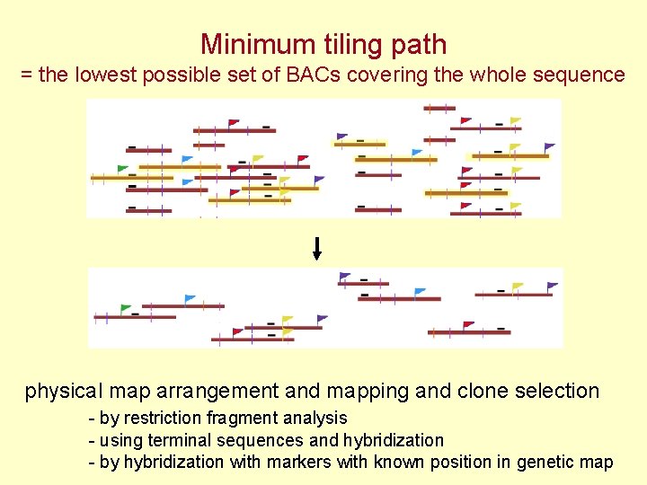 Minimum tiling path = the lowest possible set of BACs covering the whole sequence