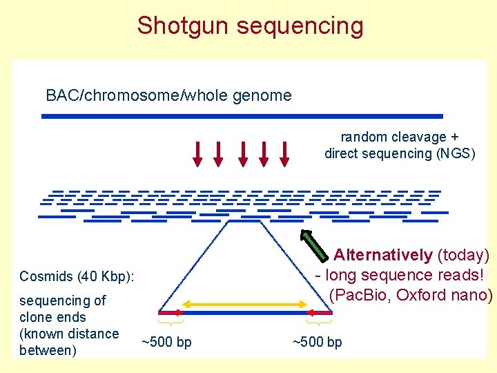 Shotgun sequencing BAC/chromosome/whole genome random cleavage + direct sequencing (NGS) Alternatively (today) - long