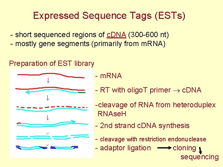 Expressed Sequence Tags (ESTs) - short sequenced regions of c. DNA (300 -600 nt)