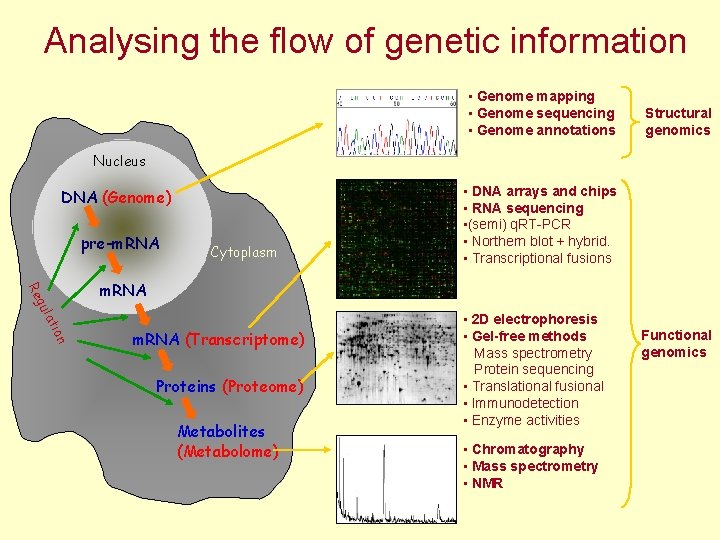 Analysing the flow of genetic information • Genome mapping • Genome sequencing • Genome